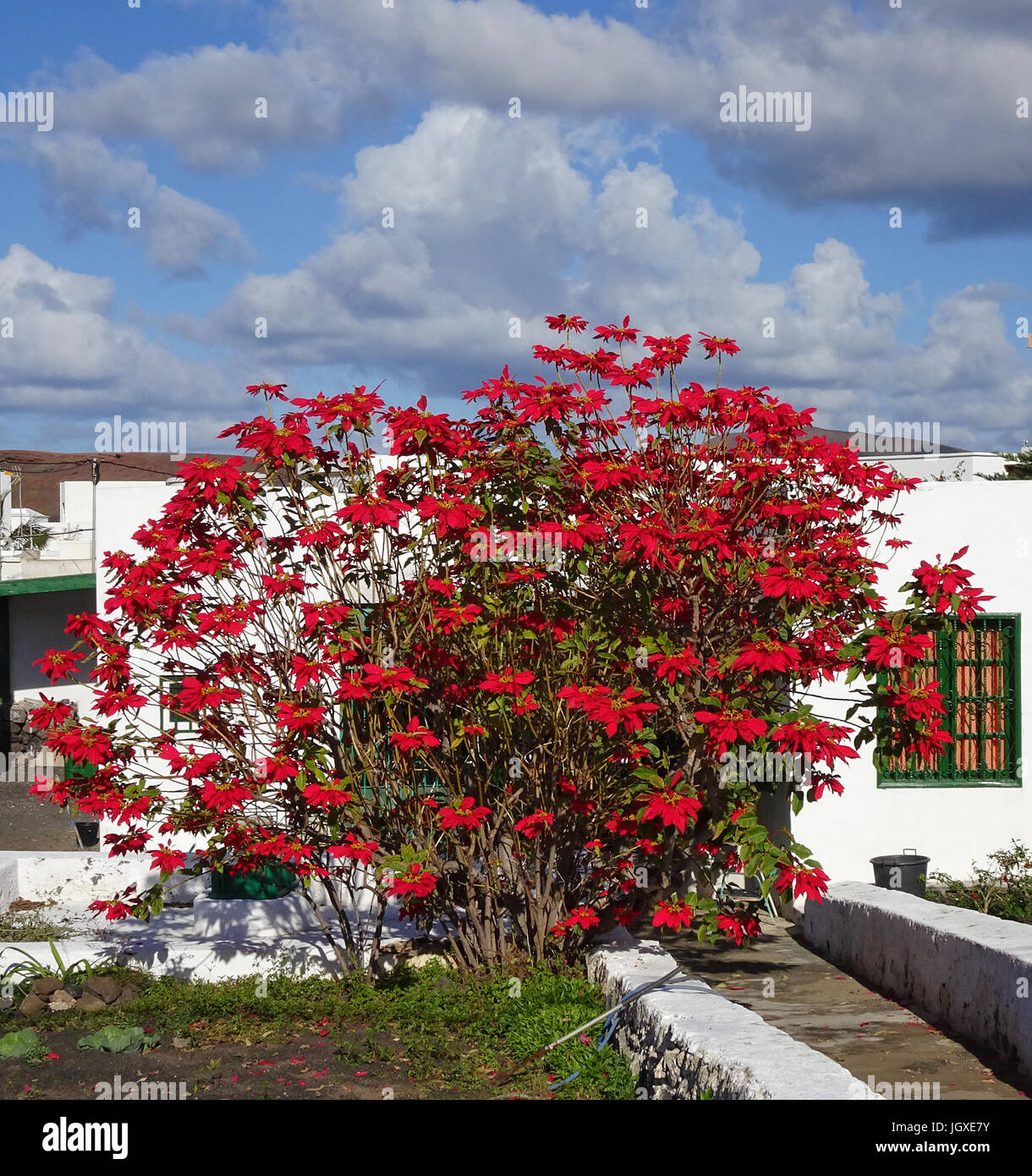 Grosser weihnachtsstern-Busch, roter weihnachtsstern (Euphorbia pulcherrima) vor typisch kanarischem wohnhaus in uga, Lanzarote, isole kanarische, UE Foto Stock