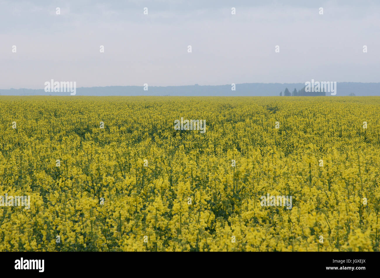 Plantation, Champs de semi di colza (Brassica napus), Boissy sous Saint Yon, Essonne, Ile de France, Francia Foto Stock