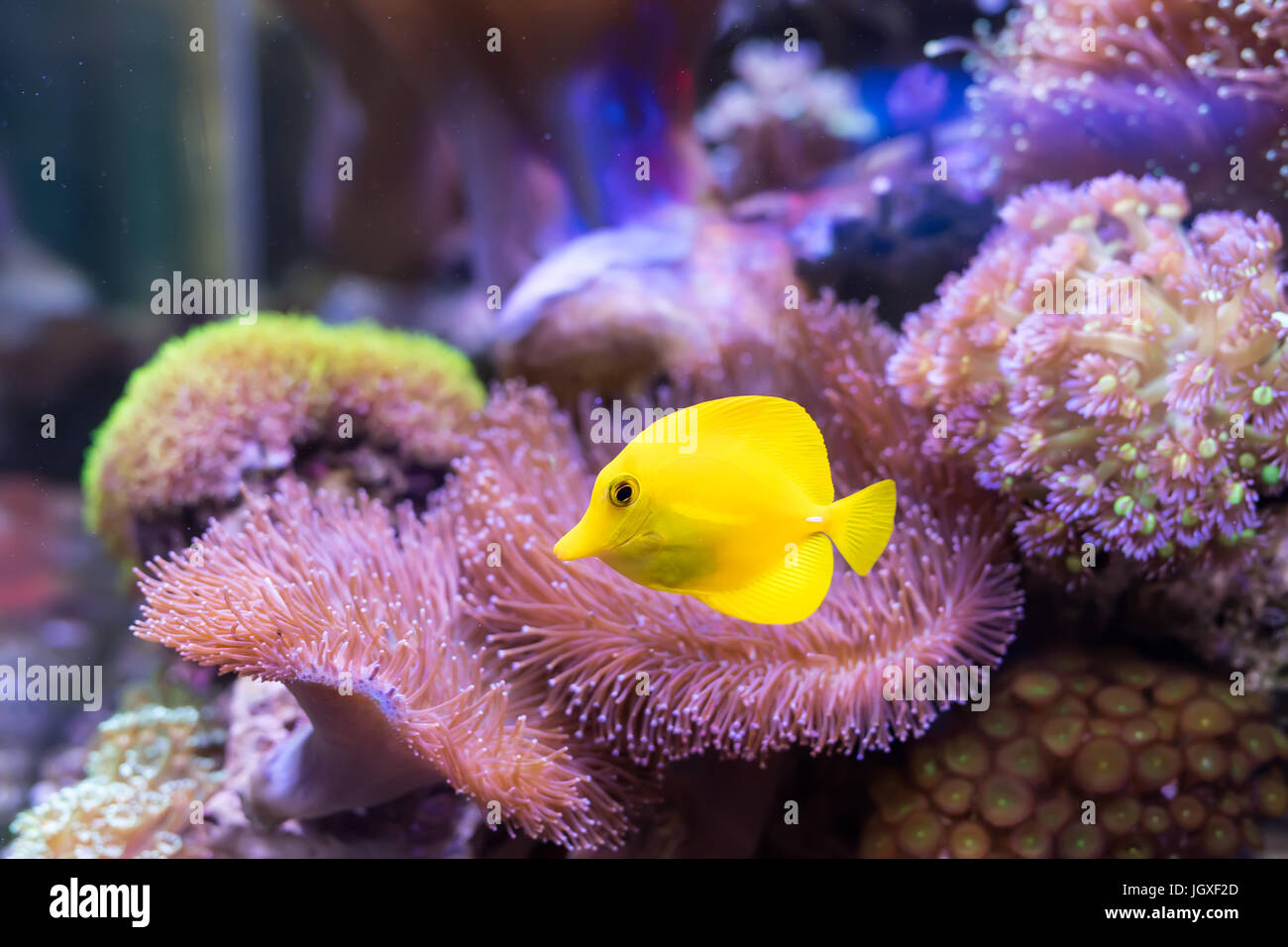 Zebrasoma acqua salata acquario di pesci Foto Stock