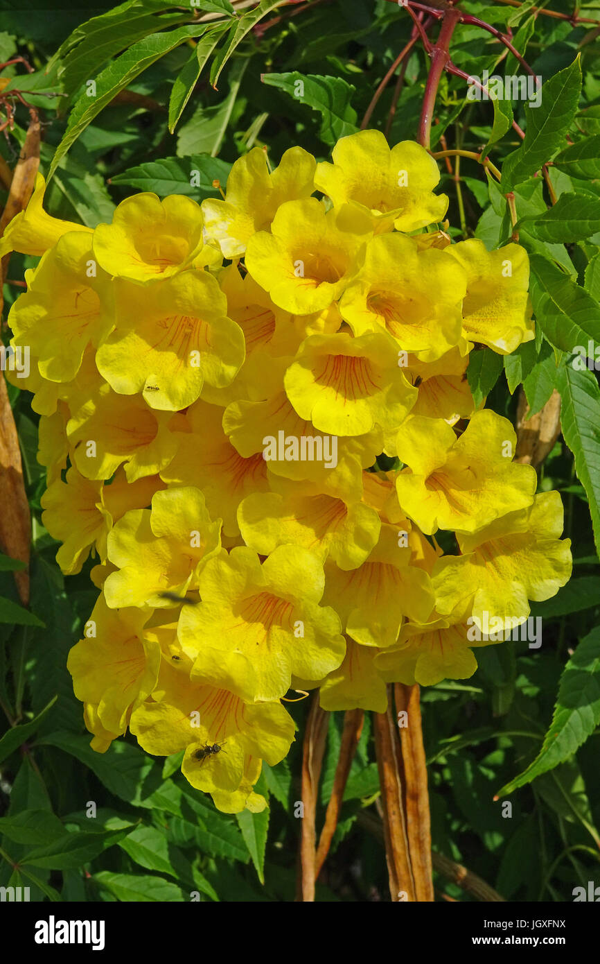 Gelbe trompetenblume (tecoma stans) auch gelber trompetenbaum oder gelber trompetenstrauch genannt, uga, Lanzarote, isole kanarische, europa | lo zenzero Foto Stock