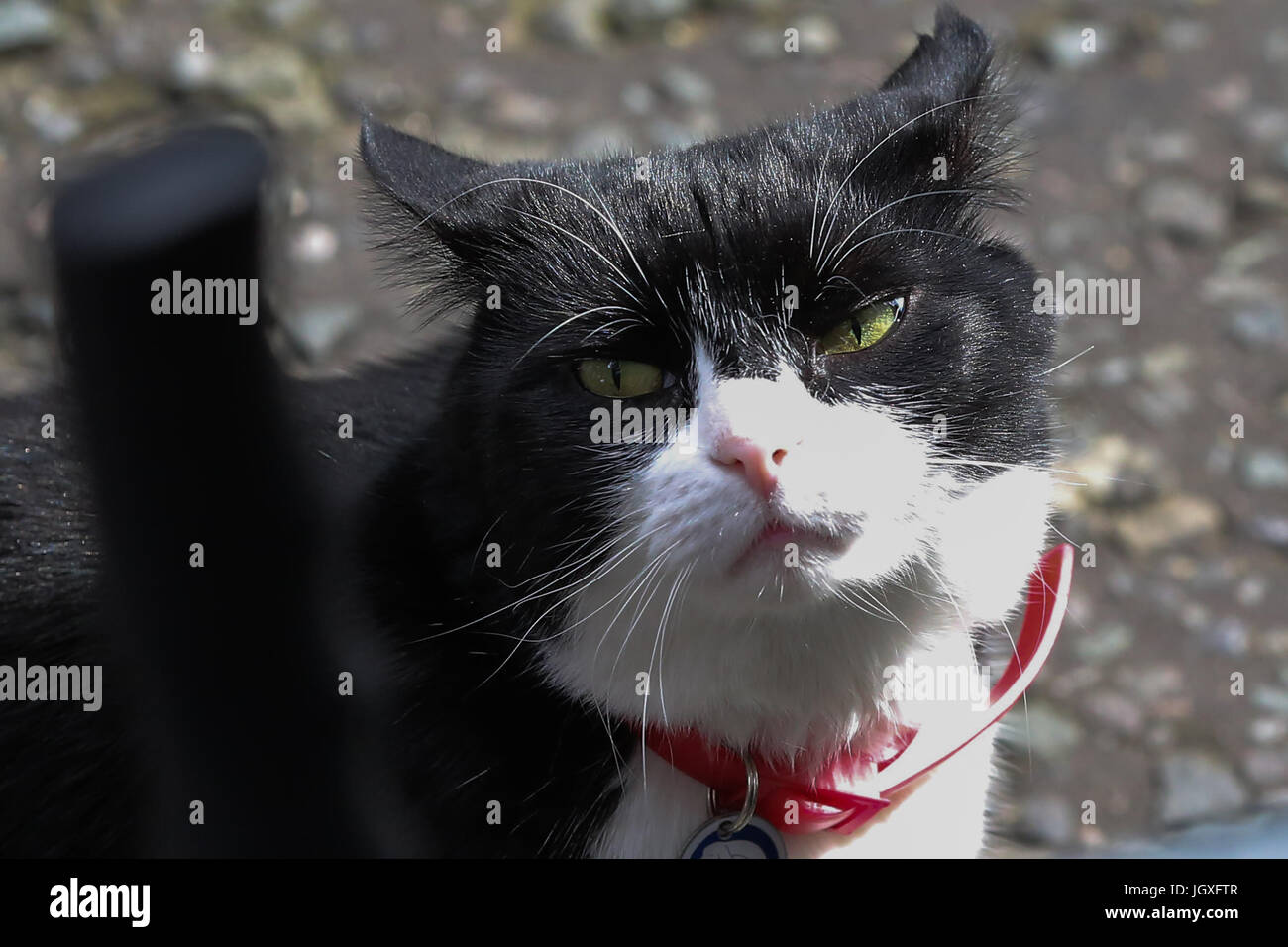 Larry, Chief Mouser e Palmerston, il Foreign Office cat di pattuglia a Downing Street, davanti al Primo Ministro britannico Theresa Maggio della dichiarazione sui risultati delle elezioni generali britanniche 2017. Dotato di: Palmerston il Foreign Office cat dove: Londra, Regno Unito quando: 09 giu 2017 Credit: Dinendra Haria/WENN.com Foto Stock