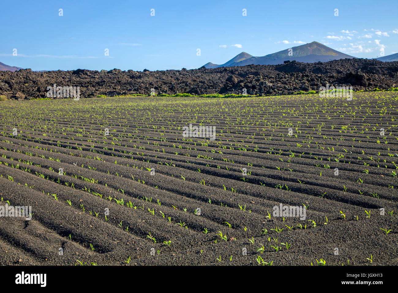 Landwirtschaftliche nutzflaeche, landwirtschaftsgebiet bei yaiza, Lanzarote, isole kanarische, europa | agricoltura area a Yaiza, Lanzarote, Canarie Foto Stock