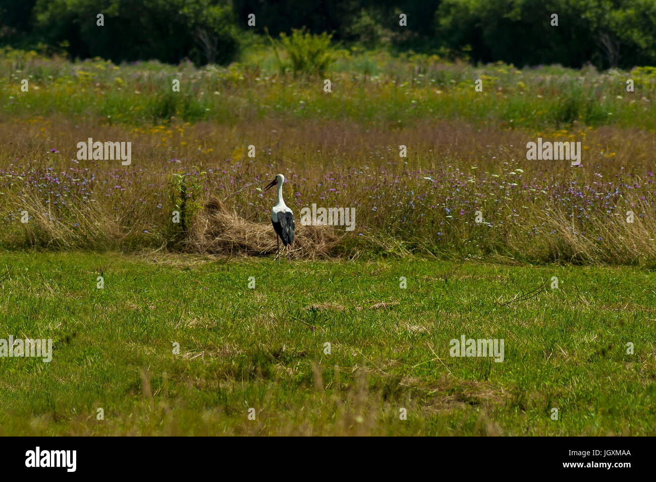 Cicogna bianca cercare cibo in glade, centrale dei Balcani, della montagna Stara Planina, Bulgaria Foto Stock