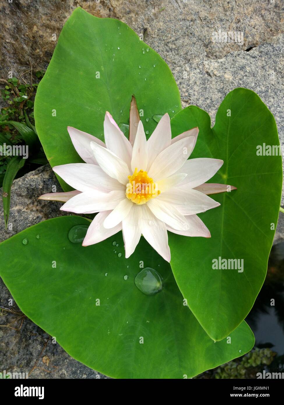 White Lotus Foto Stock