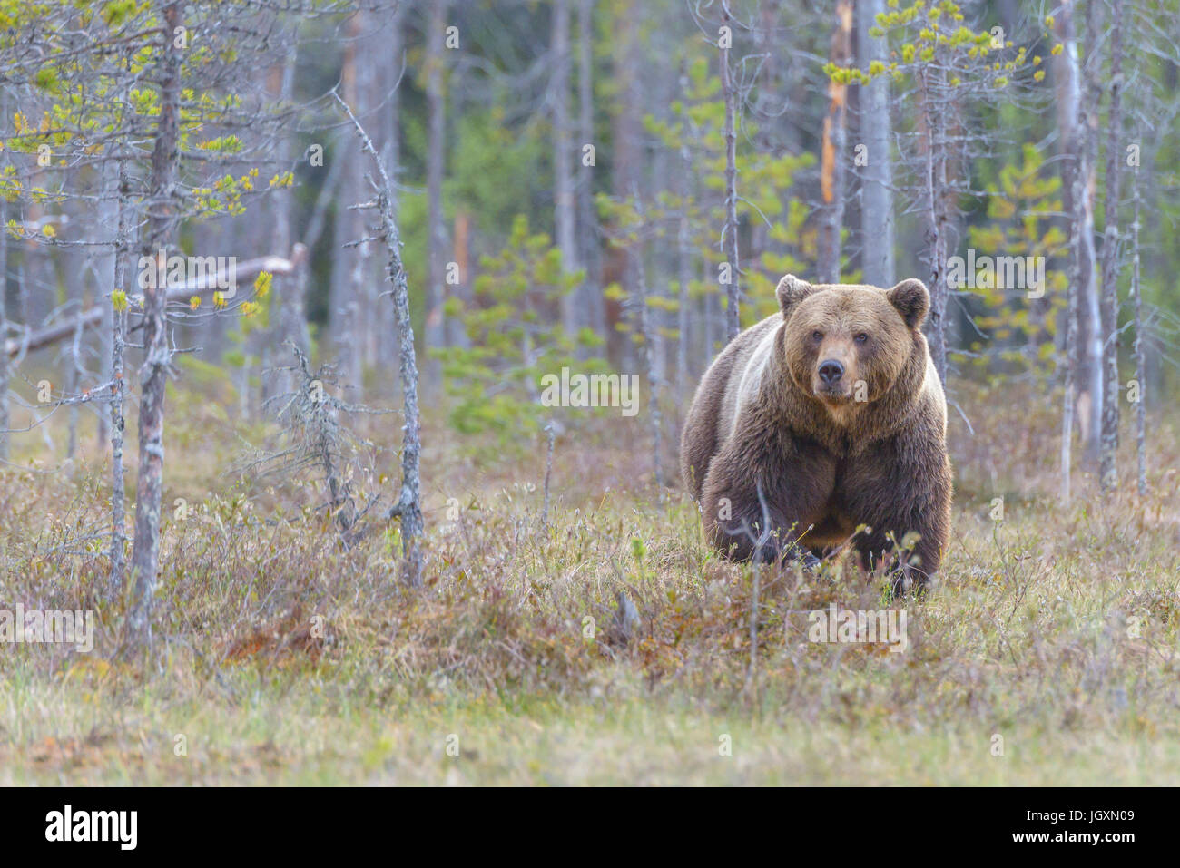 Wild Eurasian l'orso bruno (Ursus arctos arctos) nelle foreste della Finlandia. Foto Stock
