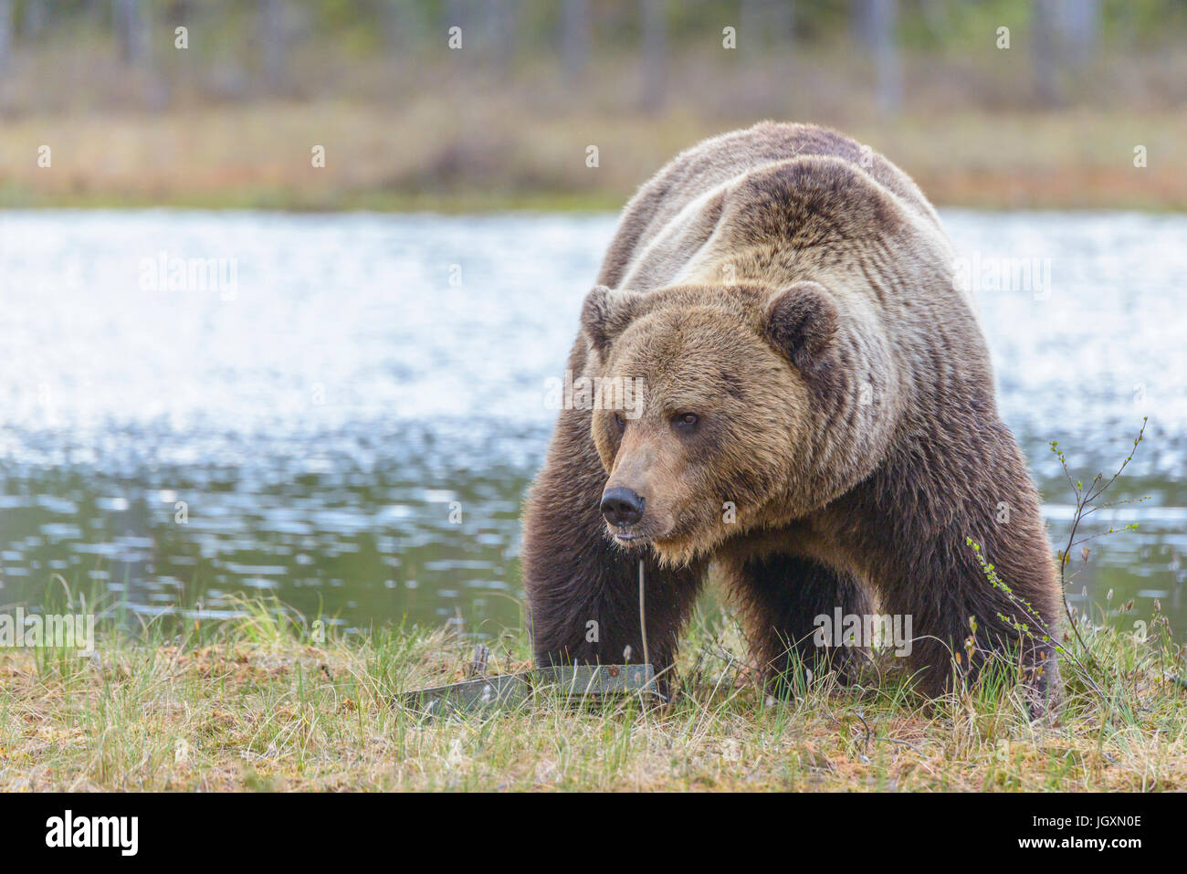 Wild Eurasian l'orso bruno (Ursus arctos arctos) nelle foreste della Finlandia. Foto Stock