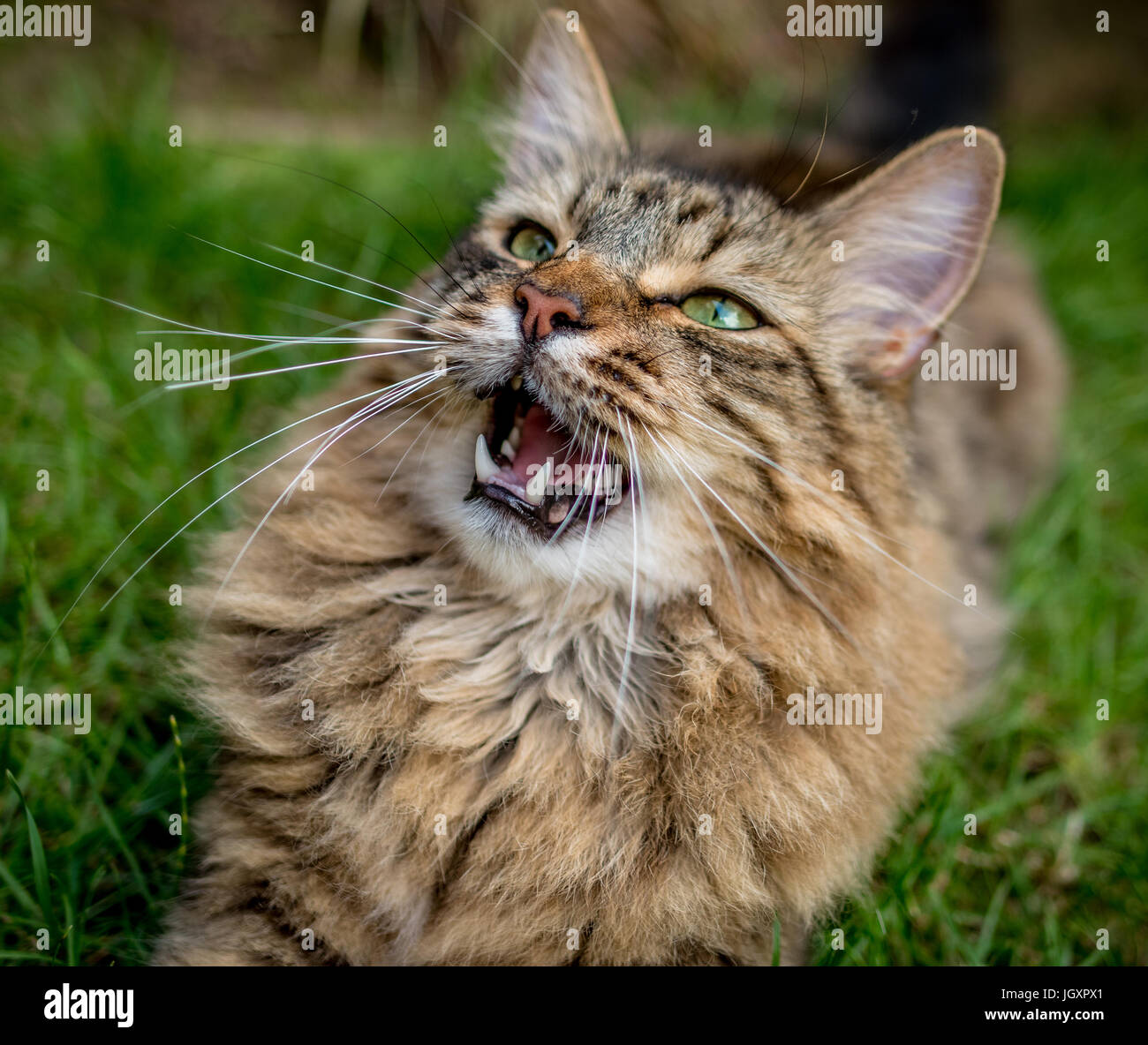 Capelli lunghi Tabby Cat posa su un prato con la bocca aperta. Foto Stock
