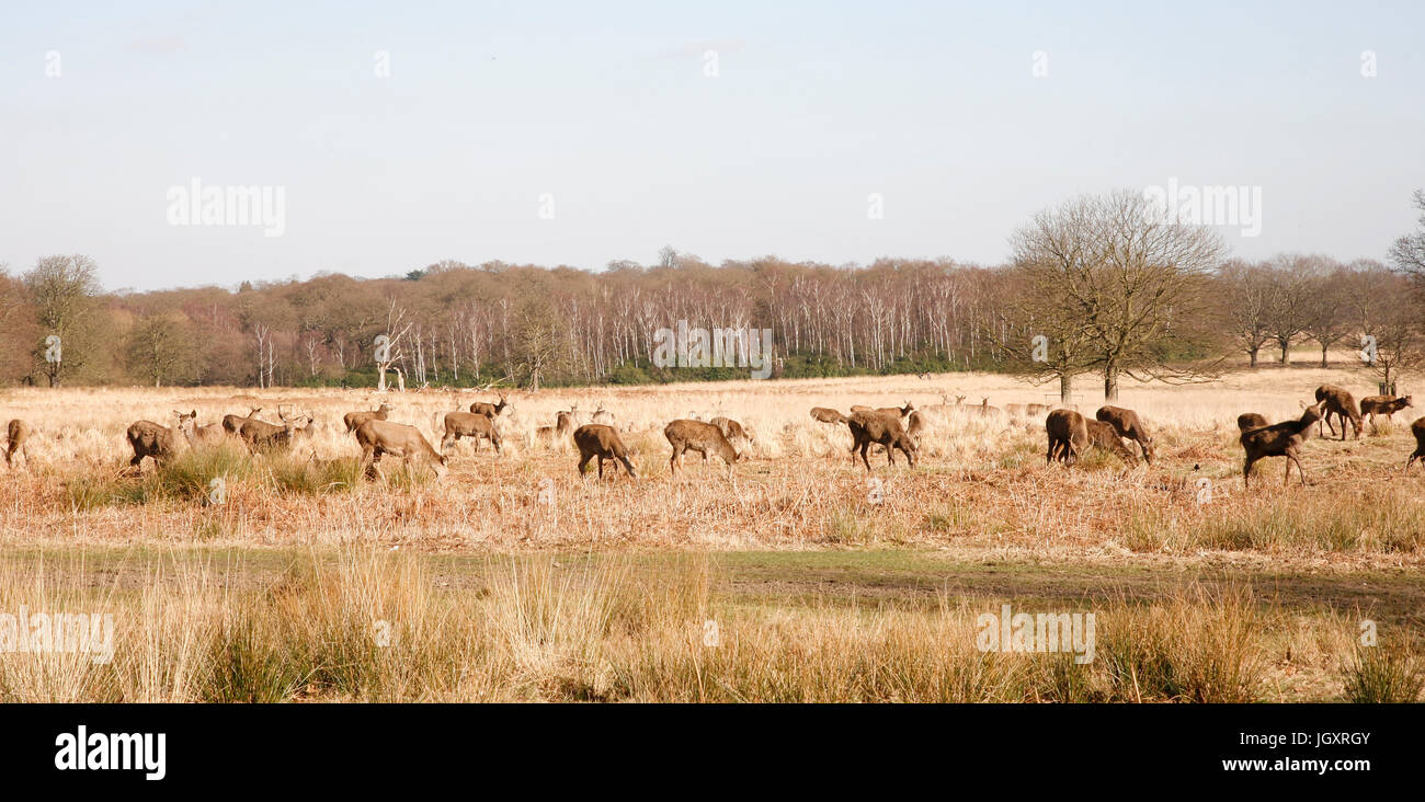 Gruppo di cervi in Richmond Park. Il parco di Richmond è famoso per più di seicento red daino ed è il più grande parco del Royal Parks in Lon Foto Stock