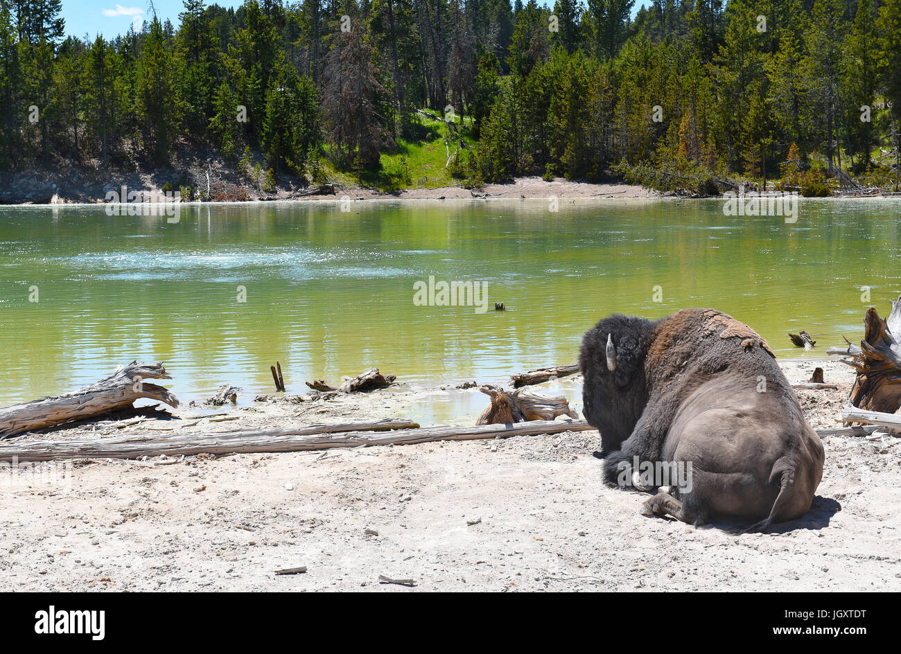 Un bisonte solitario posa vicino ad una piscina nel fango vulcano area del Parco Nazionale di Yellowstone. Foto Stock