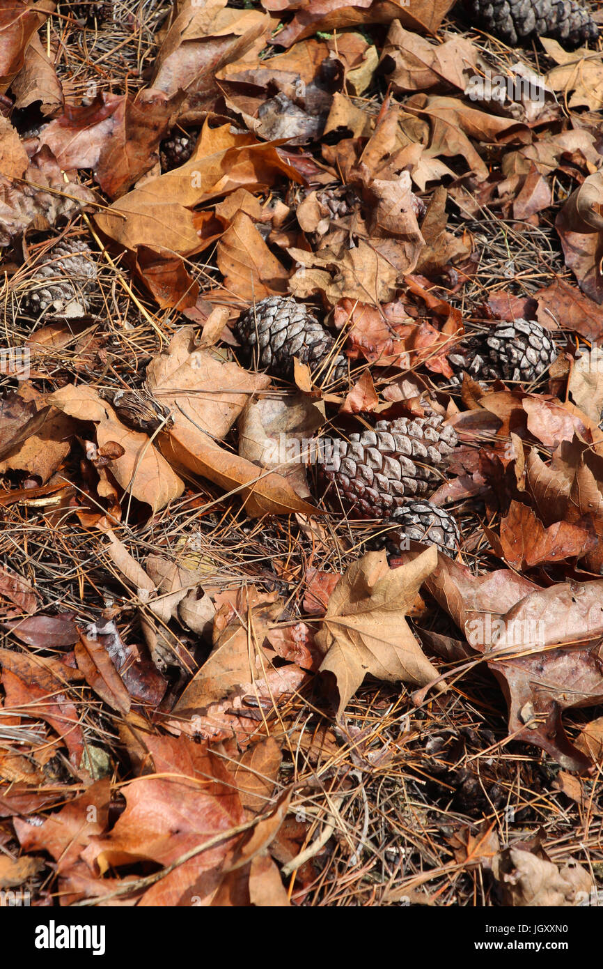 Guardando verso il basso al suolo della foresta in autunno a tutti i secchi, arricciati e foglie di colore marrone, caduti pigne, e gli aghi di pino; autunno è arrivato. Foto Stock
