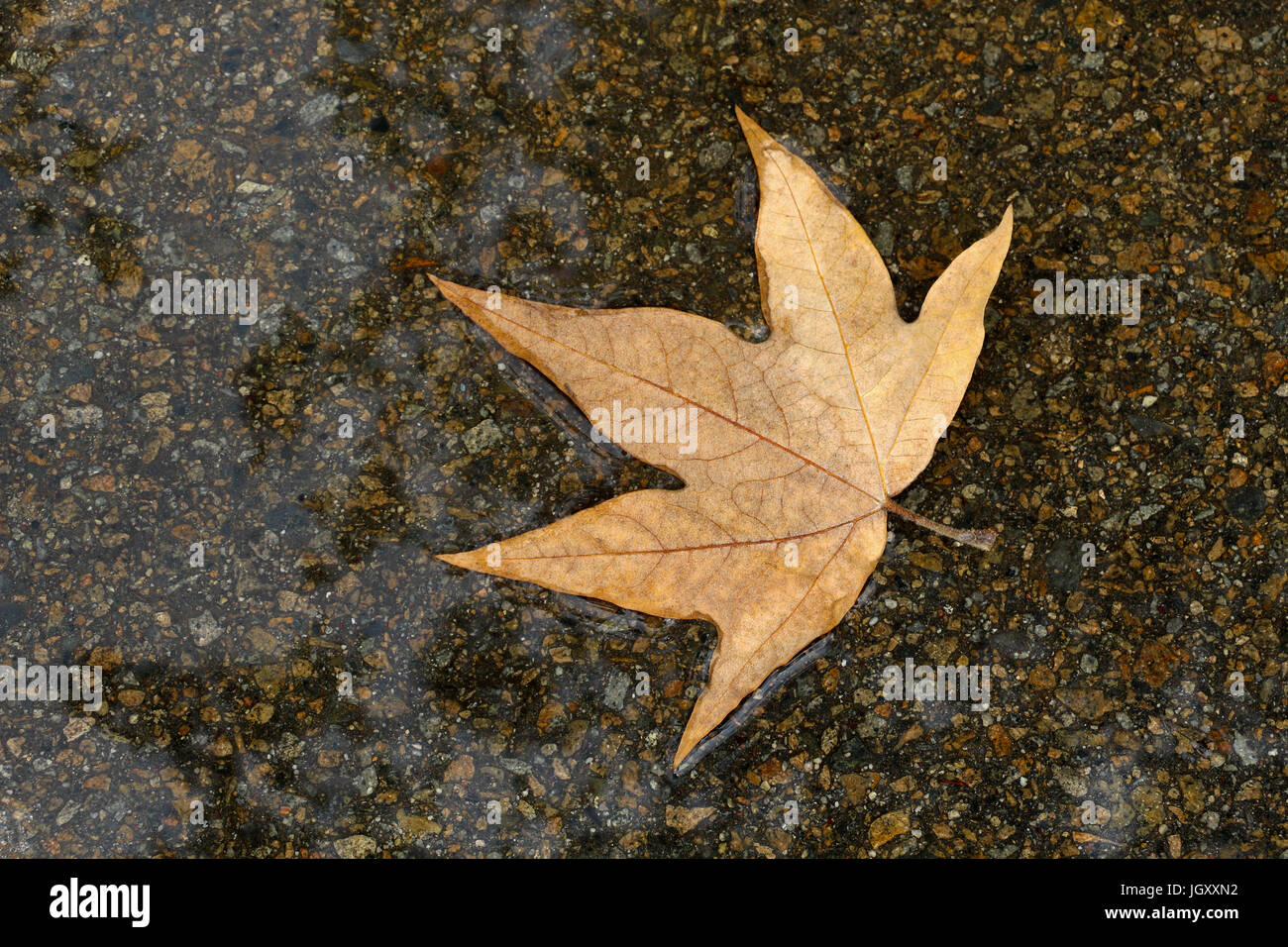 Uno di colore marrone chiaro foglia di platano caduto su una pozzanghera oscura, galleggiante sulla superficie che riflette il cielo sopra; tranquillo, semplice copia spazio, closeup. Foto Stock