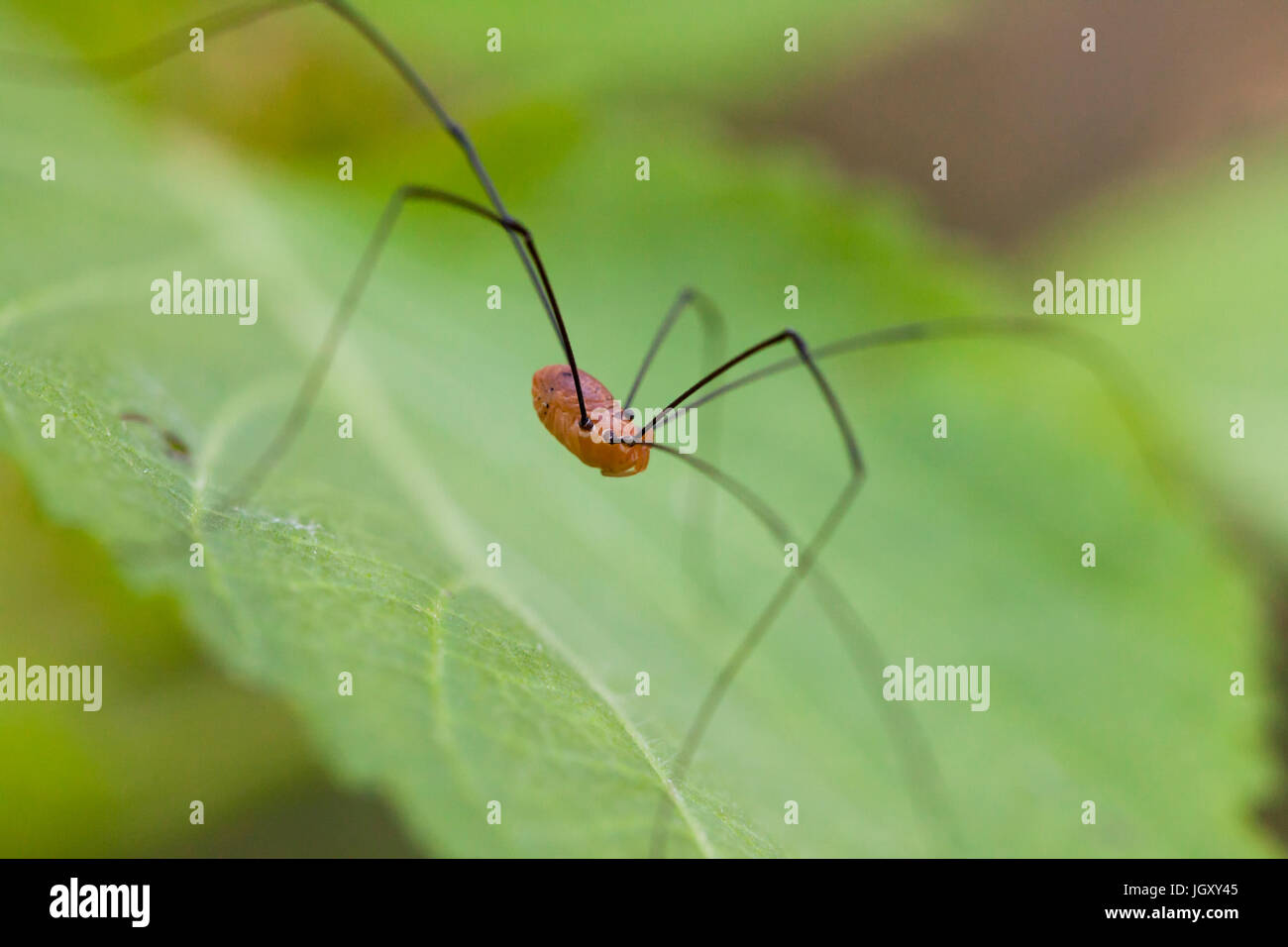 Harvestmen spider (Leiobunum vittatum) aka Daddy Long legs, capostipite longlegs spider, falegname spider, daddy long-gambe o vibrare spider - USA Foto Stock