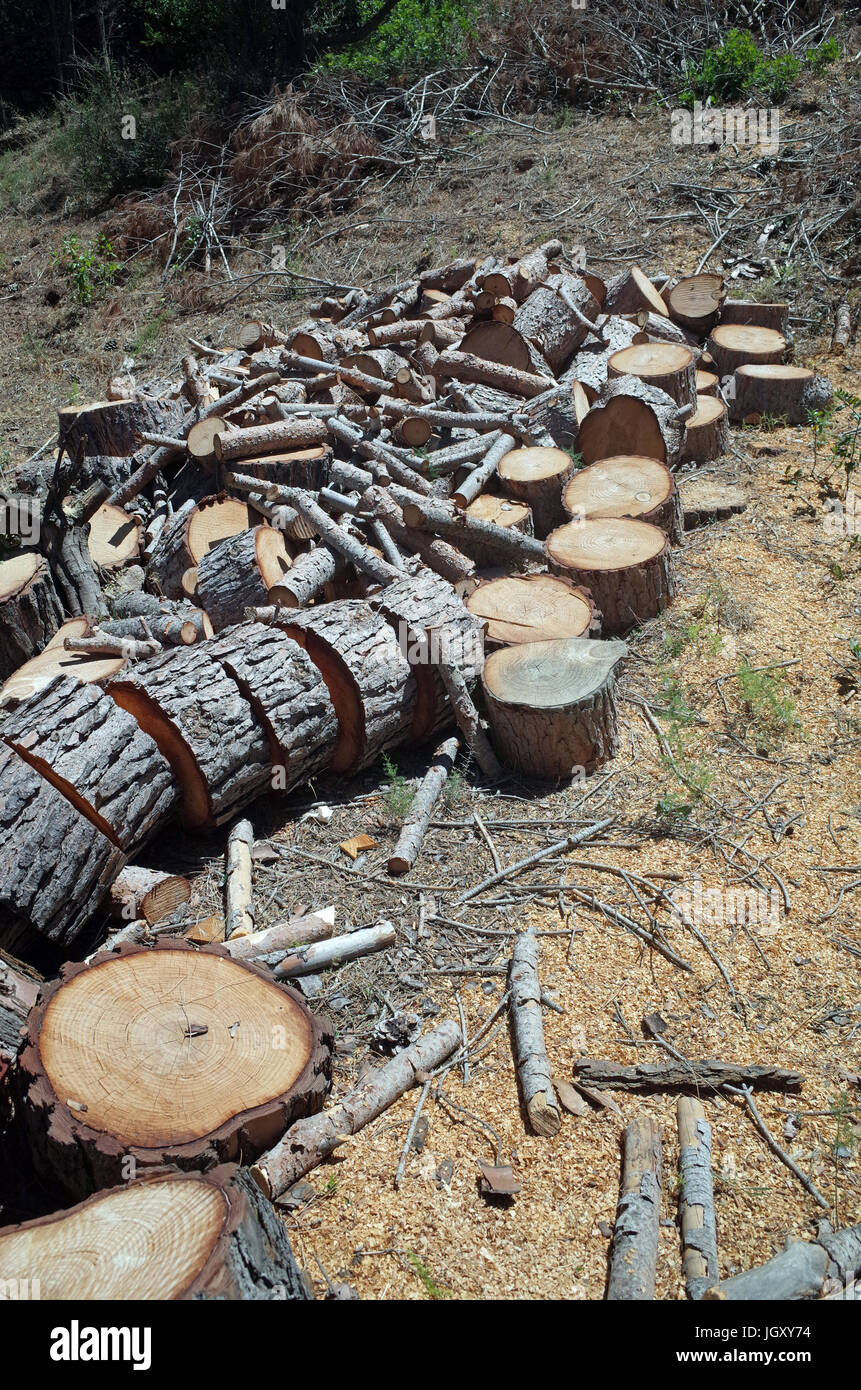 Legno a taglio in Sardegna Foto Stock