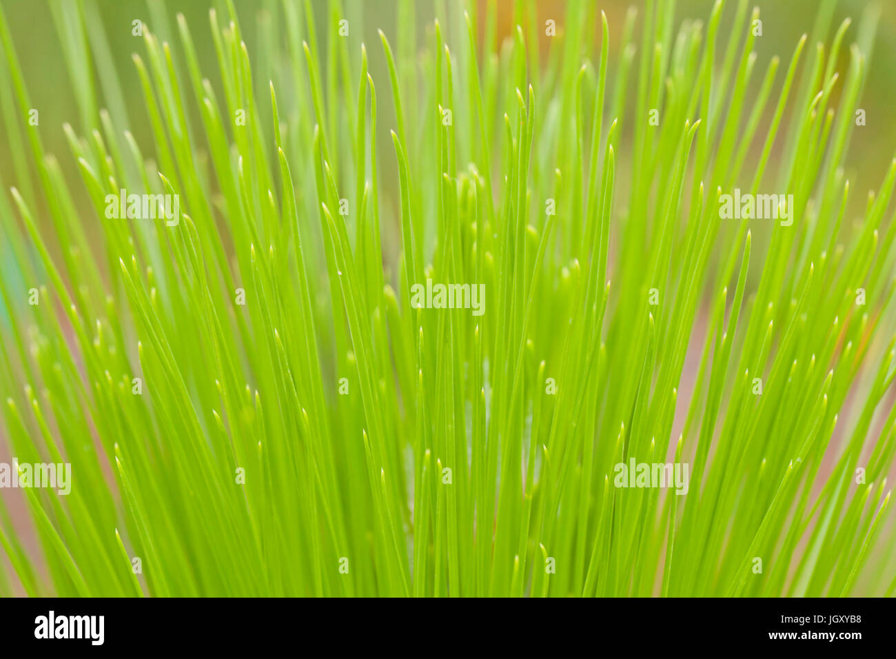 Gli aghi di pino di pino (foglie), la nuova crescita, close up - USA Foto Stock