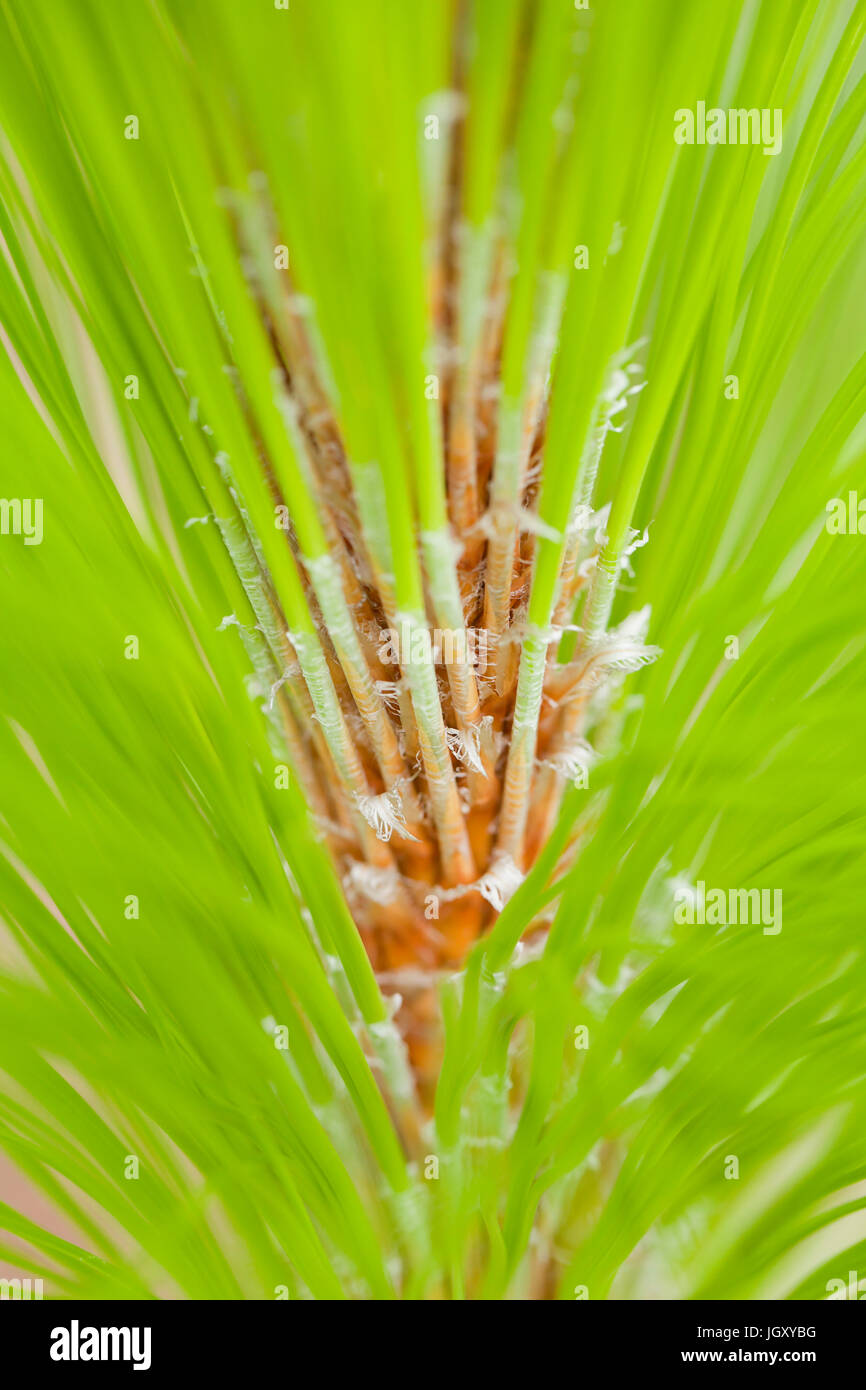 Gli aghi di pino di pino (foglie), la nuova crescita, close up - USA Foto Stock