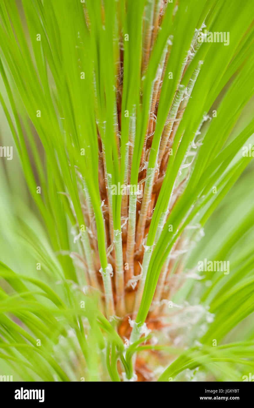 Gli aghi di pino di pino (foglie), la nuova crescita, close up - USA Foto Stock