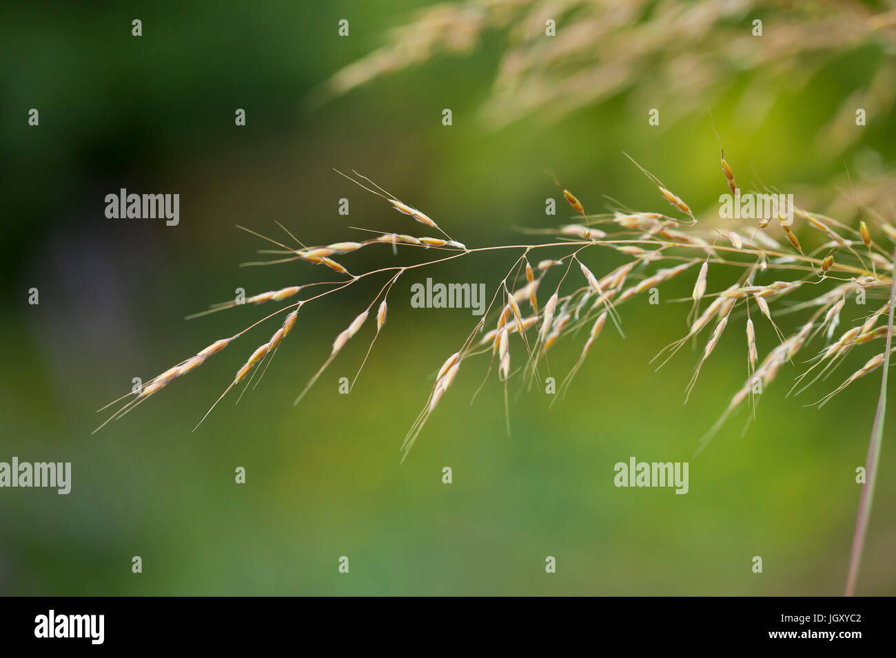 Switchgrass (Panicum virgatum) primo piano - USA Foto Stock