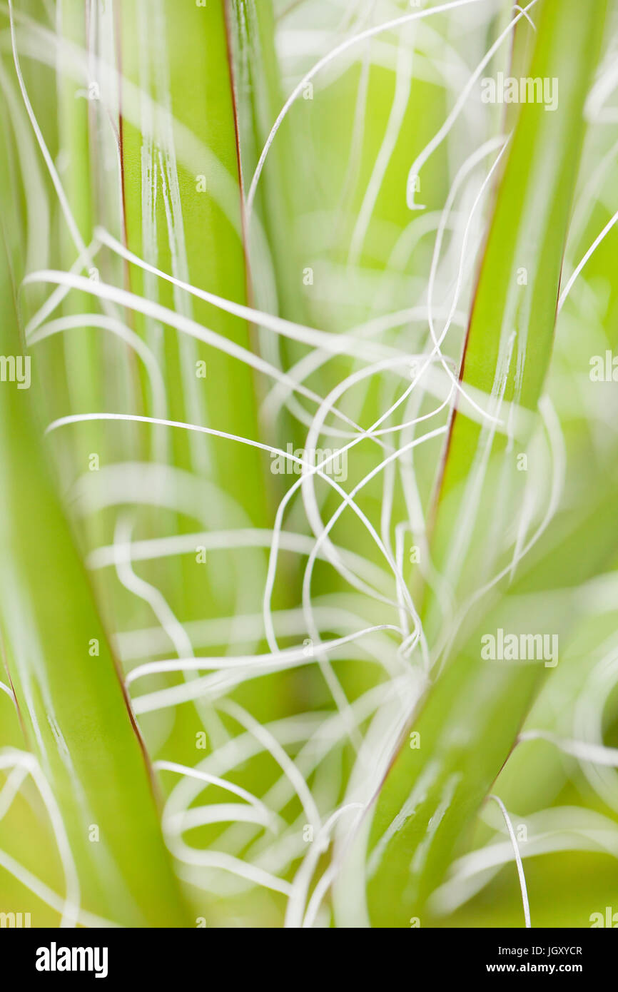 Yucca foglie di pianta che mostra di fibre naturali (fibre di yucca, fibre vegetali, fibre vegetali) Foto Stock