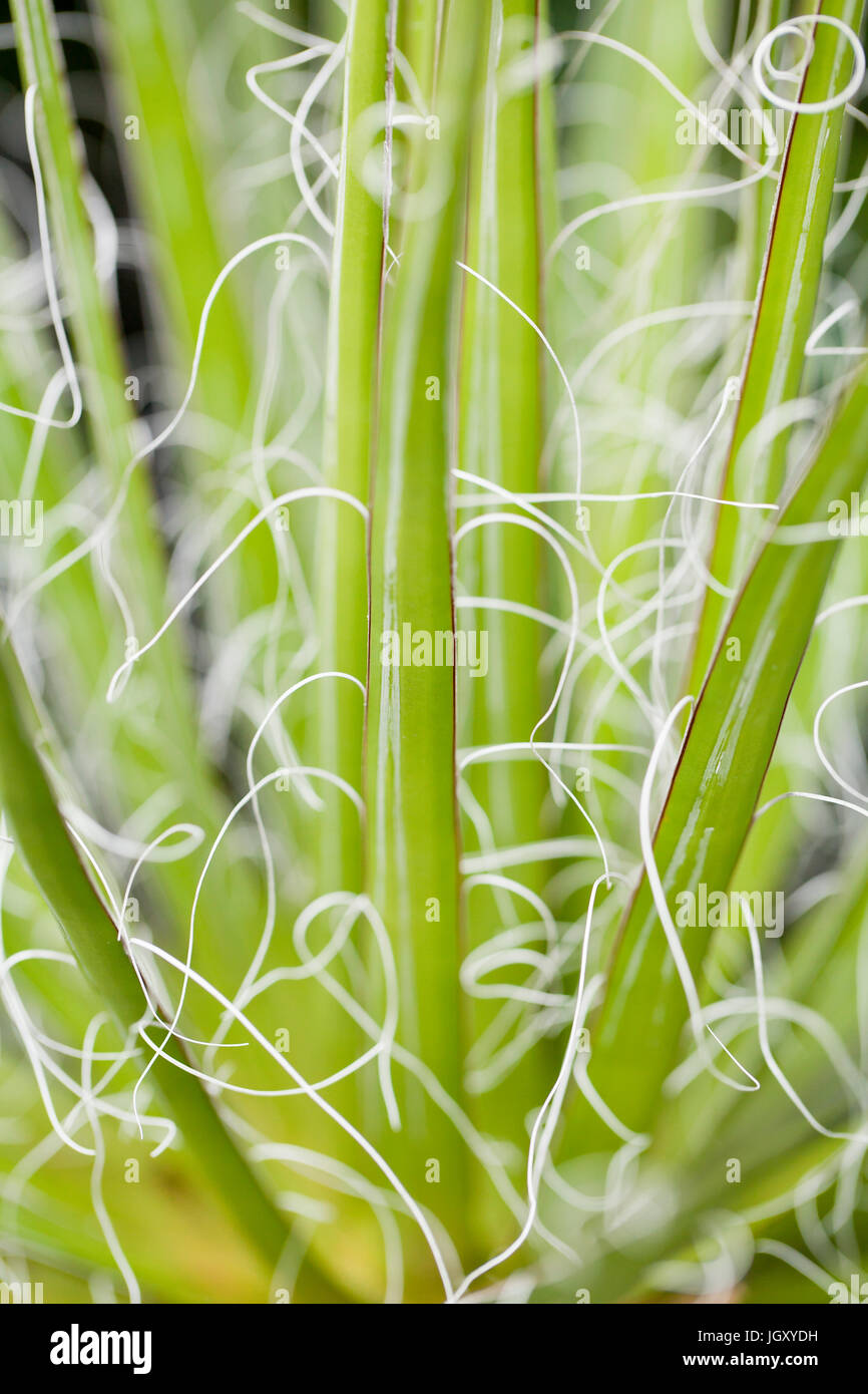 Yucca foglie di pianta che mostra di fibre naturali (fibre di yucca, fibre vegetali, fibre vegetali) Foto Stock