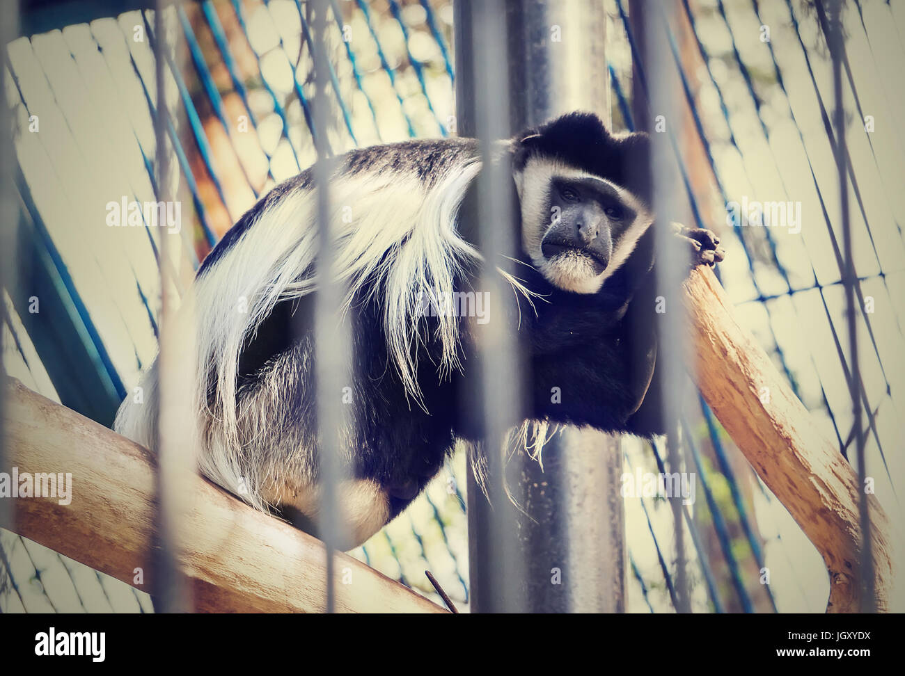 Triste monkey seduto in una gabbia con il suo ritorno al ramo dell'albero. La scimmia triste sta subendo la reclusione in una gabbia. Foto Stock