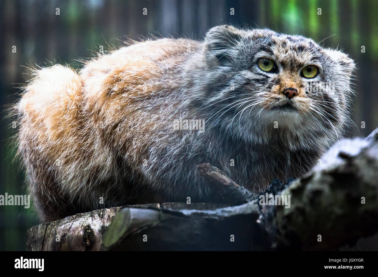 Pallas's cat, o MANUL, vive nel freddo e aride steppe dell'Asia centrale. rare specie gravemente minacciate animale elencati nel libro rosso. Foto Stock