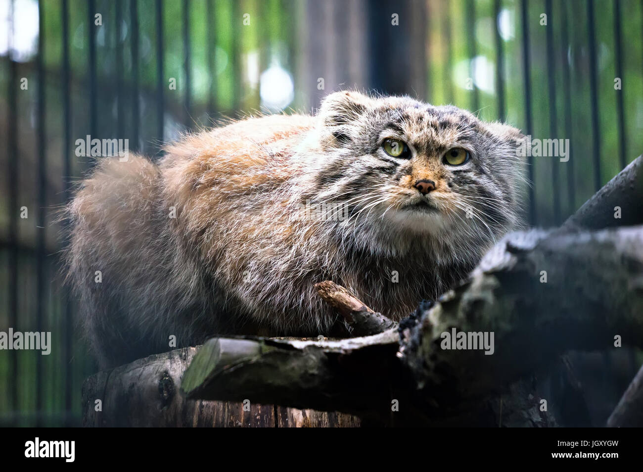 Manul è un mammifero predatori del gatto famiglia. Il secondo nome è il gatto pallas. Rare di animali in via di estinzione. Foto Stock