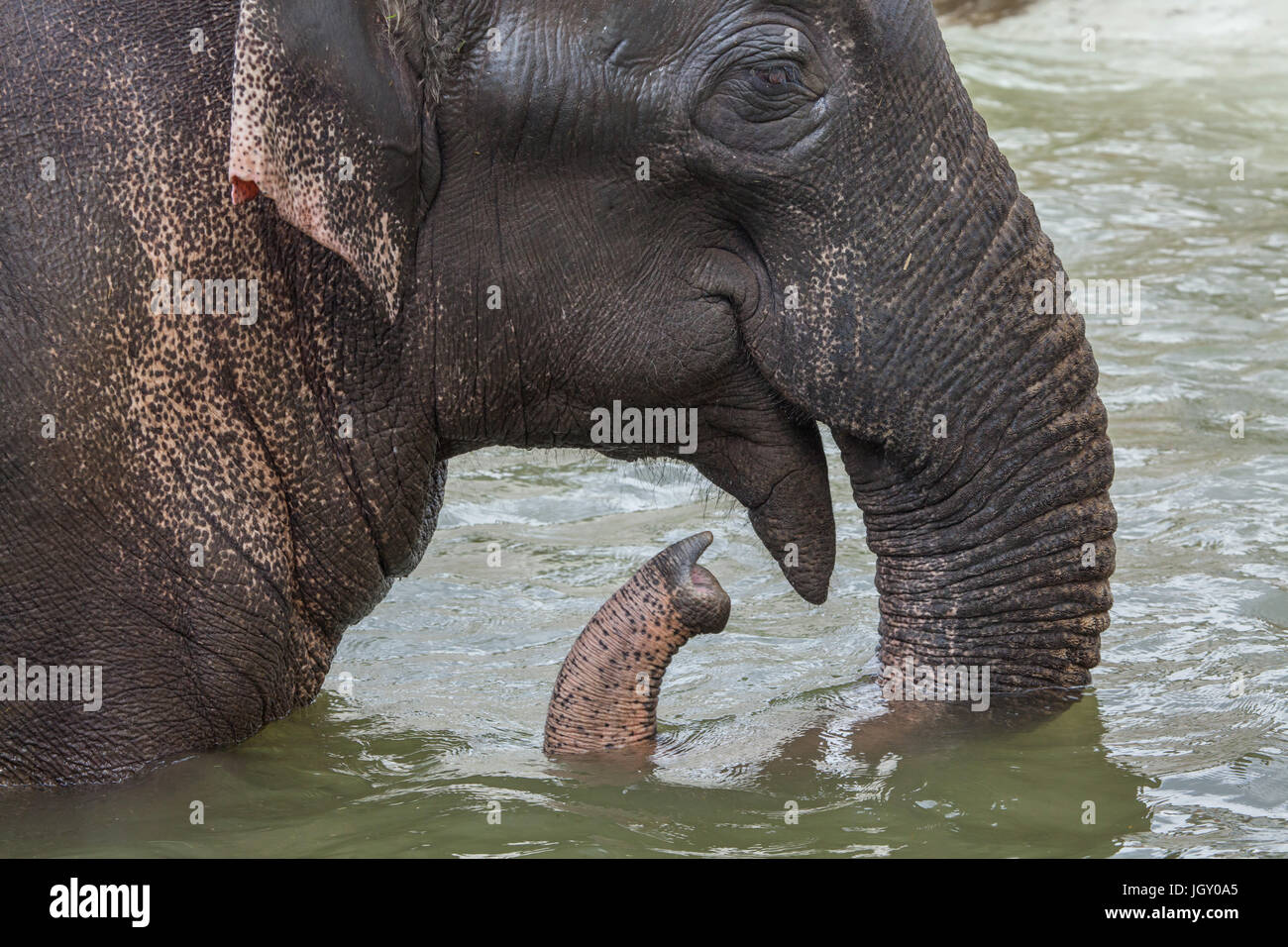 Elefante asiatico (Elephas maximus) la balneazione. Foto Stock