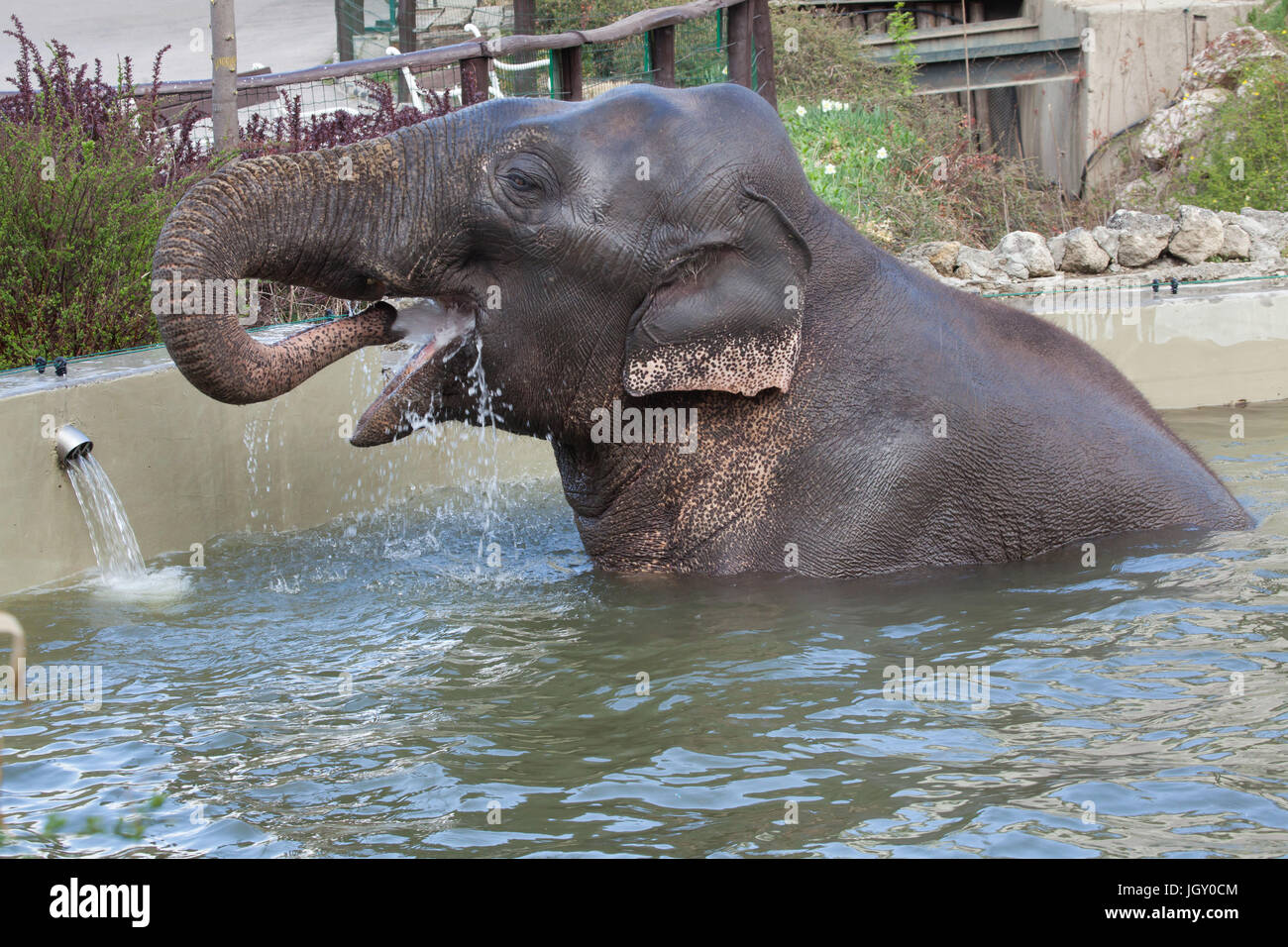 Elefante asiatico (Elephas maximus) la balneazione. Foto Stock