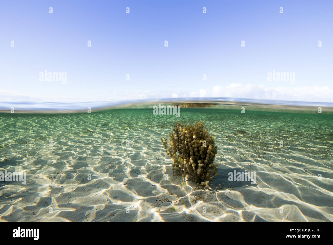 Al di sopra e al di sotto di un mare incontaminato ambiente sulla penisola di Eyre, Australia. Foto Stock