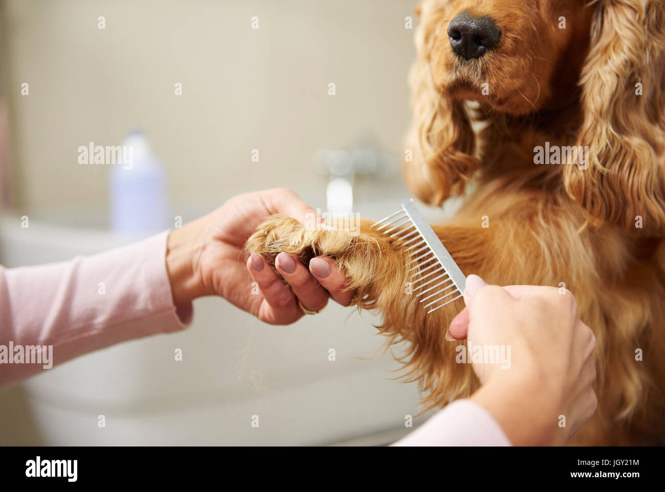 Mani femminili di pettinatura groomer cocker spaniel zampa del cane di toelettatura Foto Stock