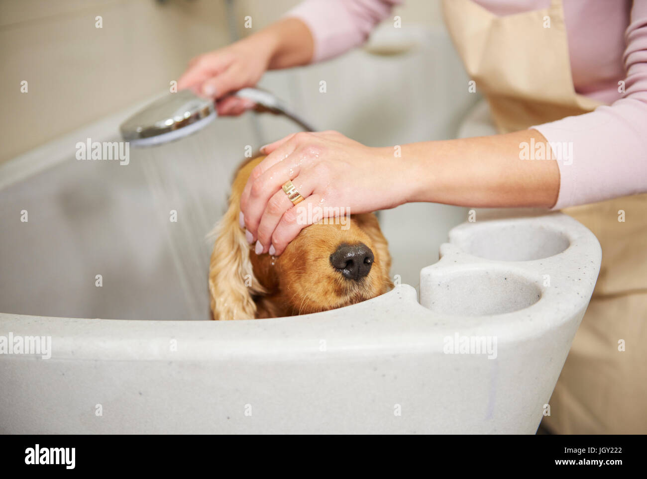 Mani femminili di copertura groomer cocker spaniel agli occhi in bagno a dog toelettatura Foto Stock