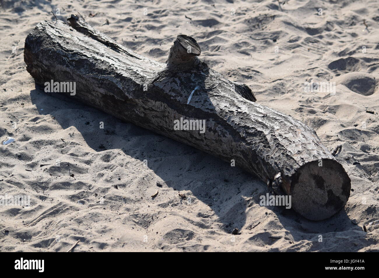 Driftwood su una spiaggia Foto Stock