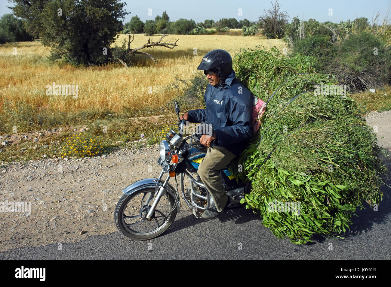 Motocicletta portante del raccolto, Marocco Foto Stock