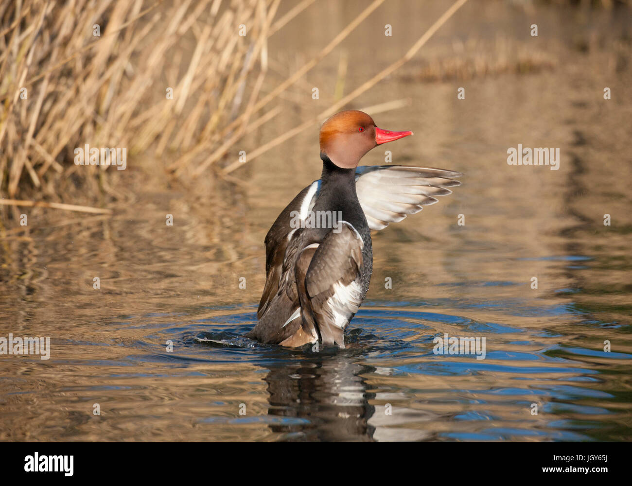 Rosso-crested pochard sbattimenti le sue ali Foto Stock