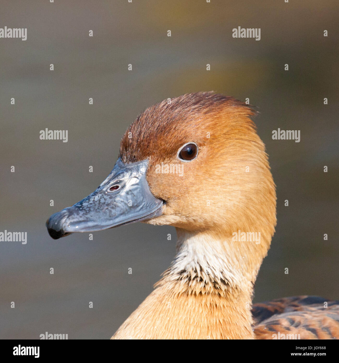 Fulvous whistling Duck al London Wetland Centre Foto Stock