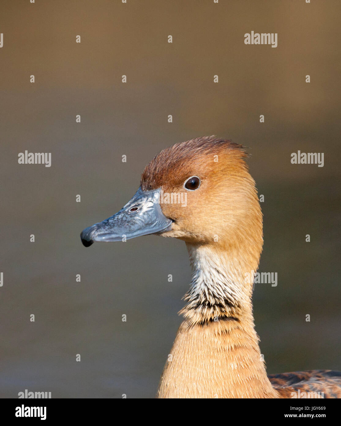 Sibilo Fulvous Duck Foto Stock