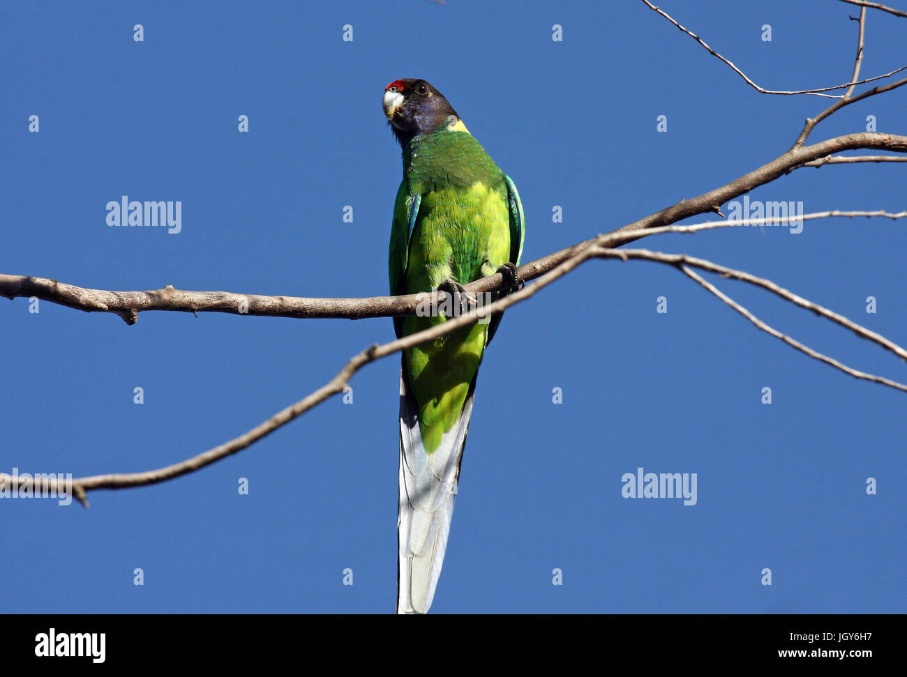 Un australiano Ringneck parrot (Barnardius zonarius semitorquatus) arroccato su una piccola succursale in Dryandra Woodloands in Western Australia. Foto Stock
