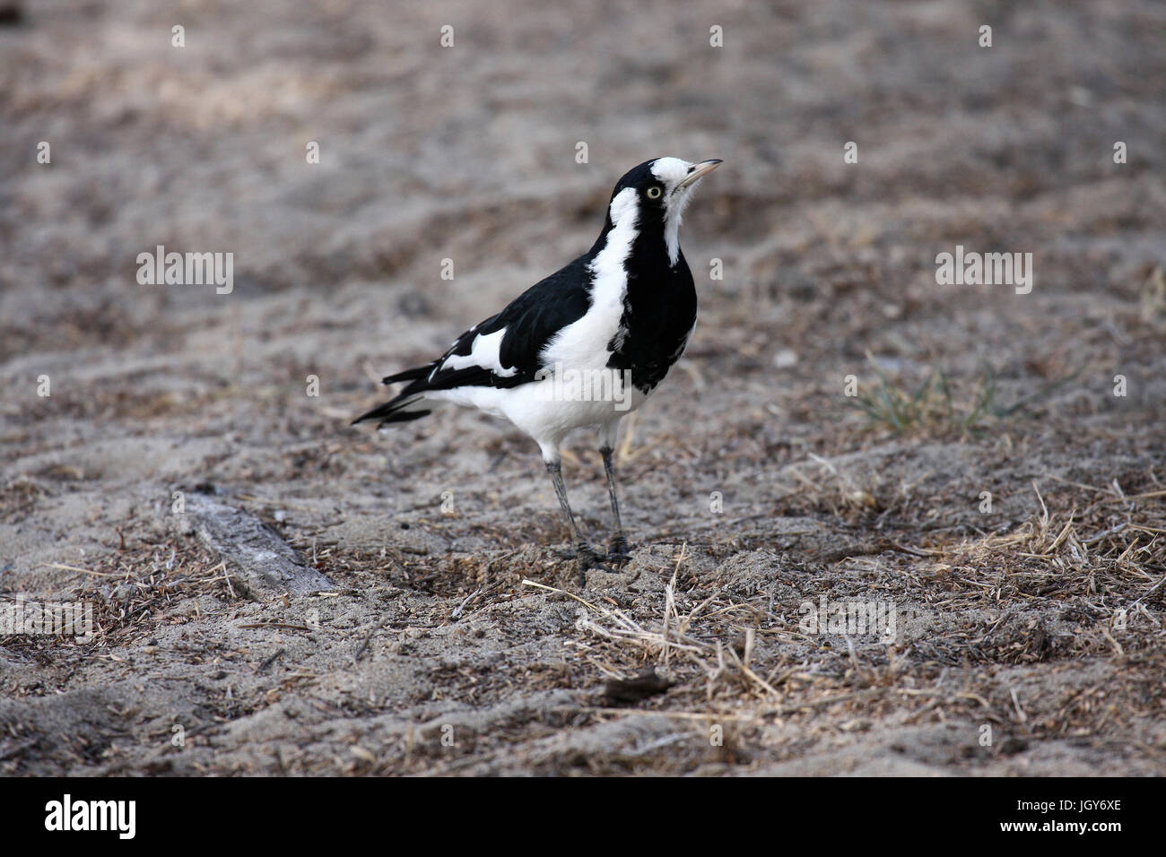 Una femmina la gazza-lark (Grallina cyanoleuca) arroccato su un'area di terreno asciutto a Perth in Australia occidentale Foto Stock