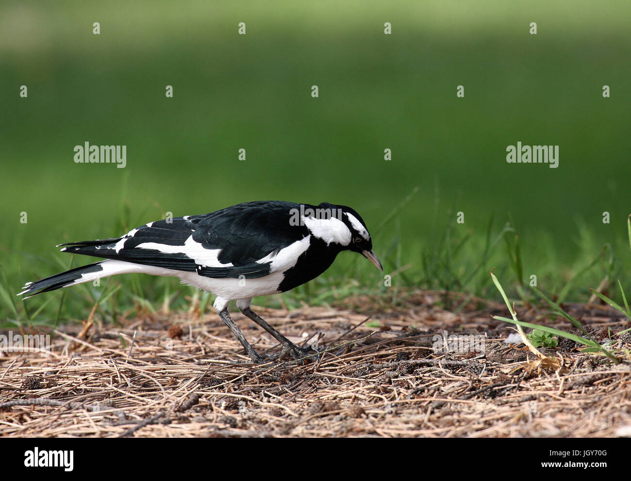 Un maschio di gazza-lark (Grallina cyanoleuca) arroccato su un'area di terreno asciutto a Perth in Australia occidentale Foto Stock