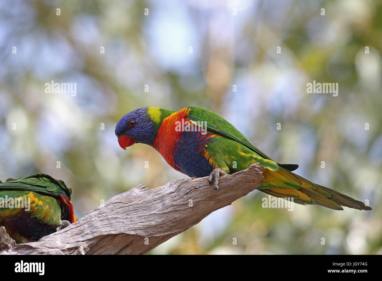 Una coppia di rainbow parrocchetti (trichoglossus moluccanus) su un albero morto il ramo in un parco a Perth oin Australia occidentale Foto Stock