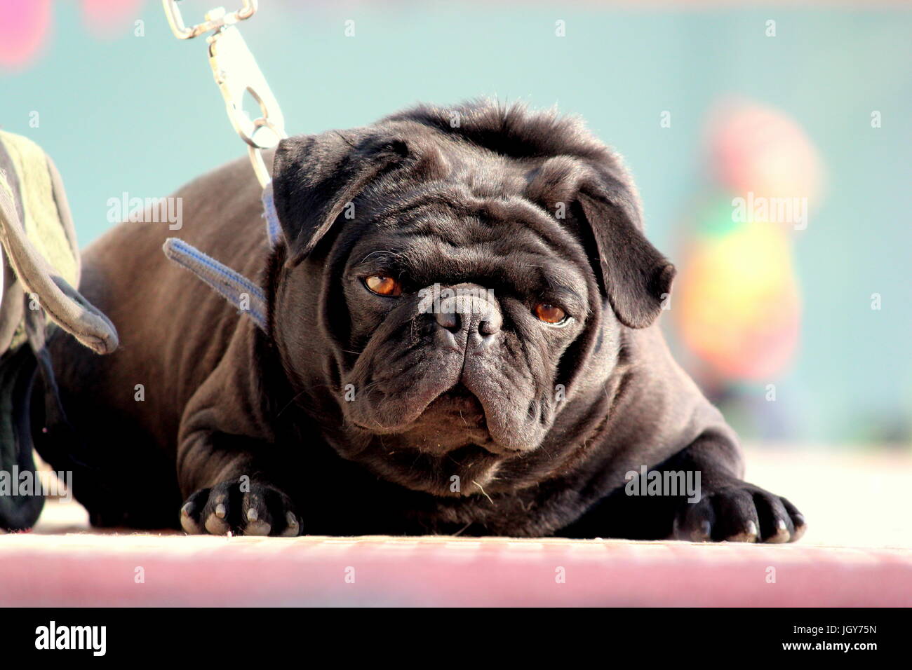 Un simpatico pug guardando al suo mcon! Foto Stock