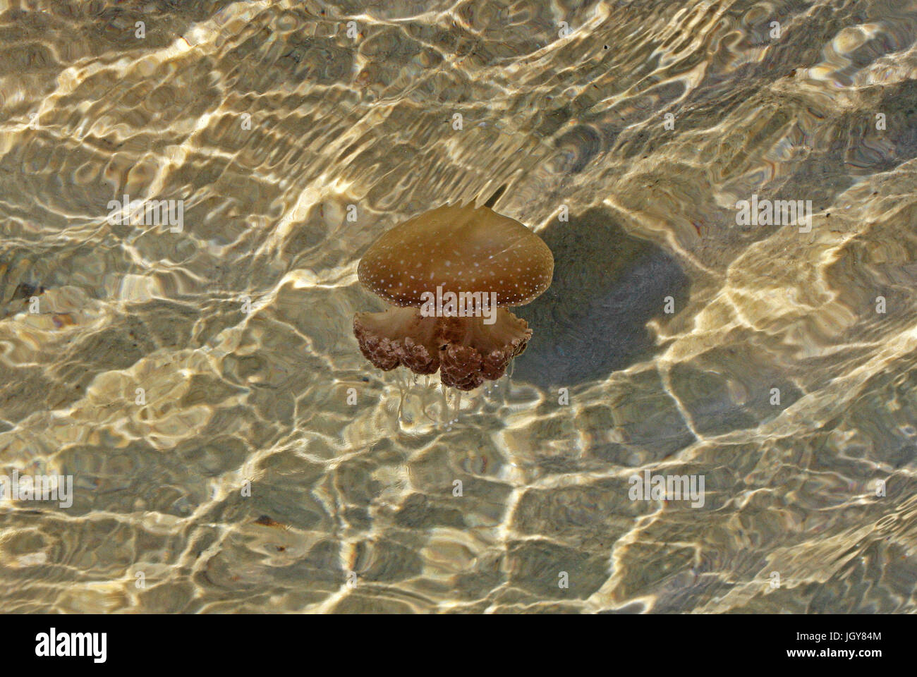 Un australiano spotted medusa (phyllorhiza punctata) in acque poco profonde del fiume Swan vicino a Perth in Australia occidentale Foto Stock