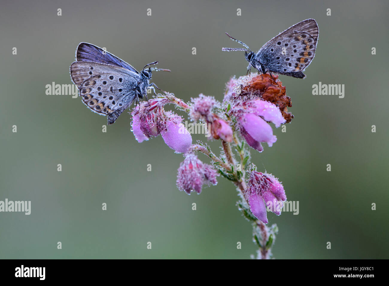 Due argento-costellata farfalle blu su Cross-lasciava Heath fiori, coperto di rugiada di mattina Foto Stock
