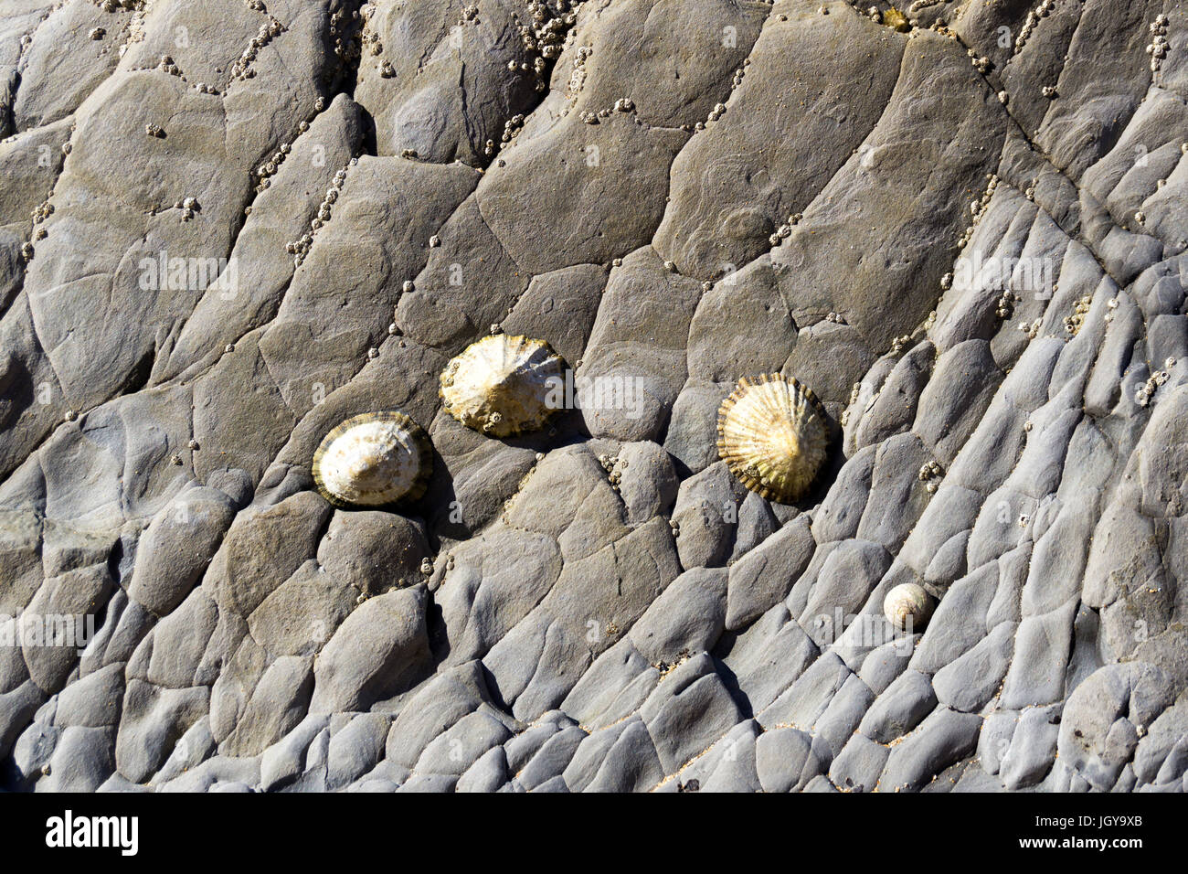 Gruppo di patelle su una roccia Foto Stock
