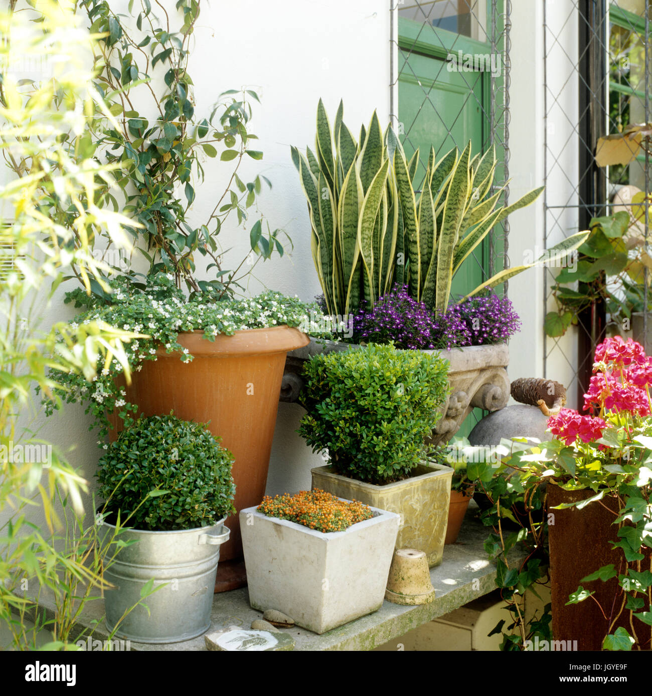 Piante in vaso in giardino Foto Stock