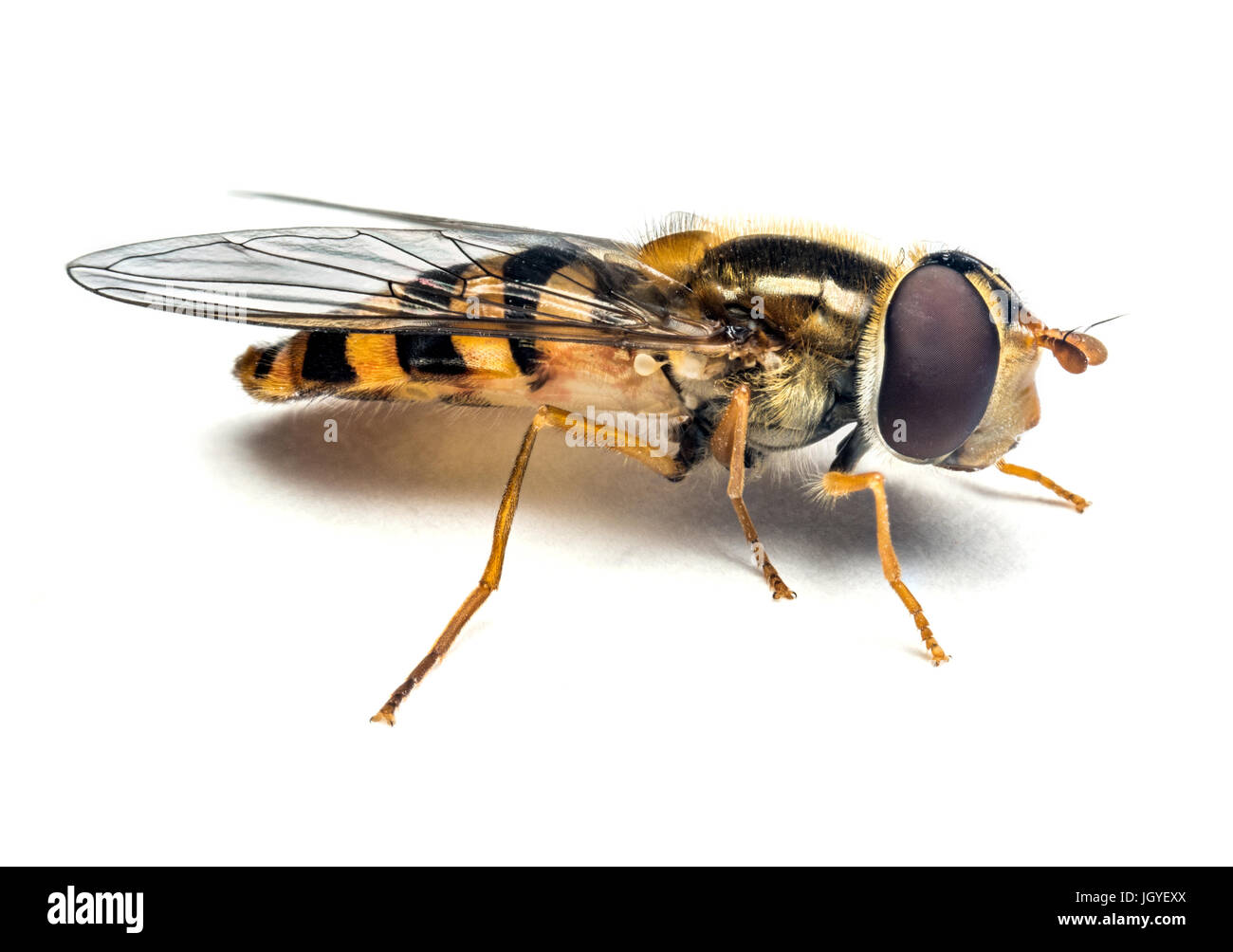 Syrphidae wasp o volare isolato su sfondo bianco fotografia macro Foto Stock