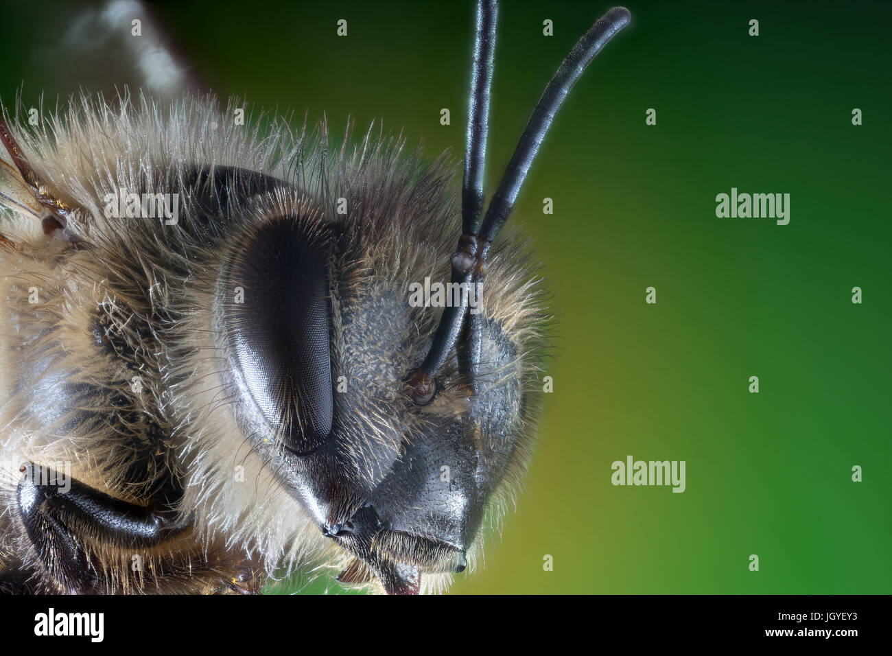 Testa di ape su sfondo verde macro estreme Foto Stock