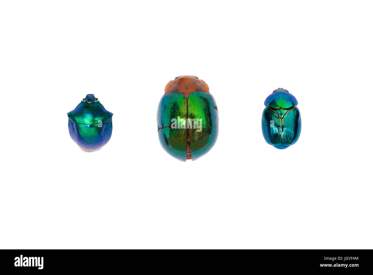 Vere gemme di Amazon rain forest - iridescenti coleotteri. Foto Stock