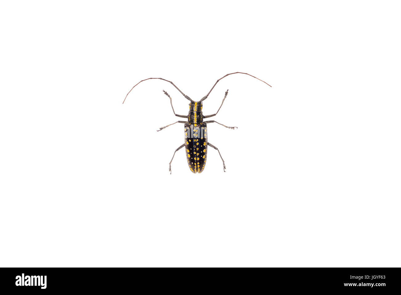 Una tratteggiata gialla coleottero longhorn dalla Guiana francese. Foto Stock