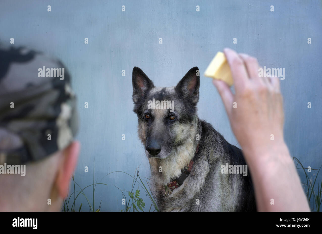Cane seriamente fissando il pezzo di formaggio in una mano di cane trainer. La messa a fuoco in background Foto Stock